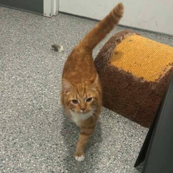 Rockette -  American Shorthair Cat for Adoption in Bethel, Connecticut - Rockette | PetCurious