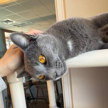 Domestic Short Hair Cats Available for Adoption in Morristown, Vermont - Flint | PetCurious