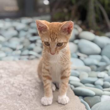 Finn Finn -  Tabby and Domestic Short Hair Cat for Adoption in Homestead, Florida - Finn Finn | PetCurious