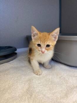 Sneezy -  Calico Cat for Adoption in Liverpool, New York - Sneezy | PetCurious