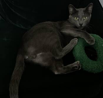 Smokey Gray Boy -  Domestic Short Hair Cat for Adoption in Frisco, Texas - Smokey Gray Boy | PetCurious