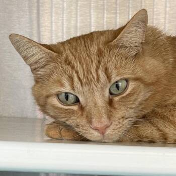 Domestic Short Hair Cats Available for Adoption in Lynchburg, Virginia - Marty | PetCurious