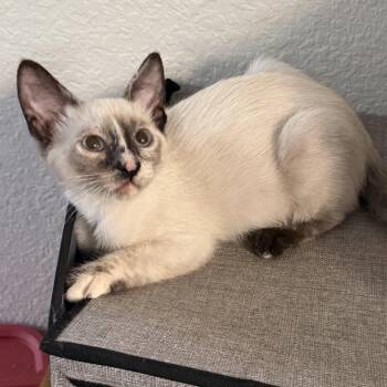 Alice -  Siamese Cat for Adoption in Villa Park, California - Alice | PetCurious