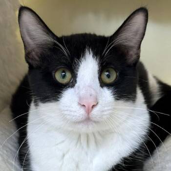 Rescue Domestic Short Hair Cats for Adoption in Crystal Lake, Illinois - Miller | PetCurious