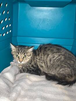 Gypsy Girl -  Domestic Long Hair Cat for Adoption in Meriden, Connecticut - Gypsy Girl | PetCurious