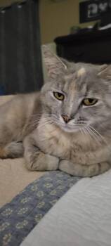 American Shorthair Cats Available for Adoption in Roanoke, Alabama - Doris | PetCurious