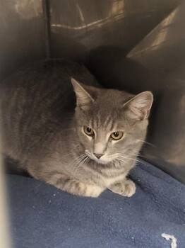 SASHA -  Domestic Short Hair Cat for Adoption in Albuquerque, New Mexico - SASHA | PetCurious