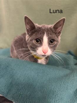 Rescue Domestic Short Hair Cats for Adoption in Wabash, Indiana - Luna | PetCurious