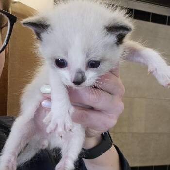 Domestic Short Hair Cats Available for Adoption in Sioux Falls, South Dakota - Indy | PetCurious