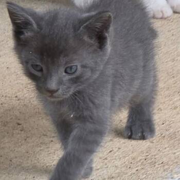 Prince Phillip -  Domestic Short Hair Cat for Adoption in Huntsville, Alabama - Prince Phillip | PetCurious