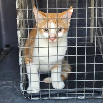 Numbs 1000 -  American Shorthair Cat for Adoption in Lake Jackson, Texas - Numbs 1000 | PetCurious