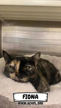 Rescue Domestic Short Hair Cats for Adoption in Ashtabula, Ohio - Fiona | PetCurious