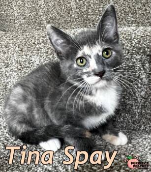 Tina Spay -  Domestic Short Hair Cat for Adoption in Douglasville, Georgia - Tina Spay | PetCurious