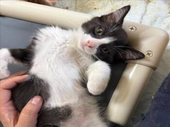 *GAMORA -  Domestic Short Hair Cat for Adoption in Woodland, California - *GAMORA | PetCurious