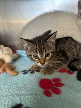 Tiger -  Domestic Short Hair Cat Available for Adoption in Detroit, Michigan - Tiger | PetCurious