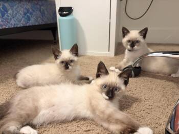 Back Tuck -  Domestic Short Hair Cat for Adoption in Fruit Heights, Utah - Back Tuck | PetCurious