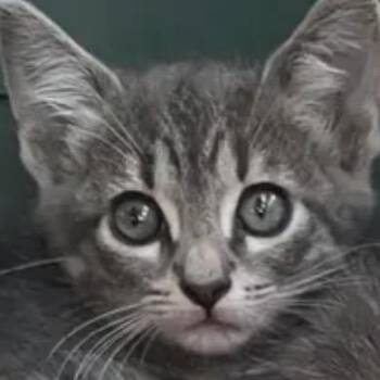 Rescue Domestic Short Hair Cats for Adoption in Lake Geneva, Wisconsin - Journee | PetCurious