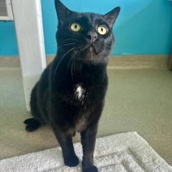 Cantaloupe -  Domestic Short Hair Cat Available for Adoption in East Montpelier, Vermont - Cantaloupe | PetCurious