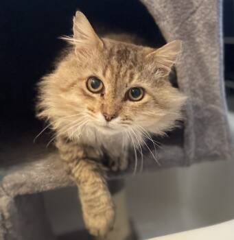 Rescue Maine Coon and Domestic Long Hair Cats for Adoption in Knoxville, Tennessee - Buckaroo | PetCurious