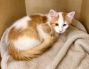 Peaches & Cream -  Domestic Medium Hair Cat for Adoption in Fort Lupton, Colorado - Peaches & Cream | PetCurious