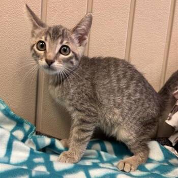 River -  Domestic Short Hair Cat for Adoption in Long Beach, California - River | PetCurious