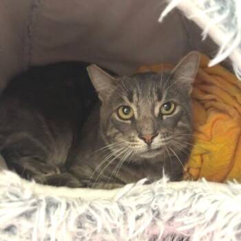 Mikey -  Domestic Short Hair Cat for Adoption in Hawthorne, California - Mikey | PetCurious