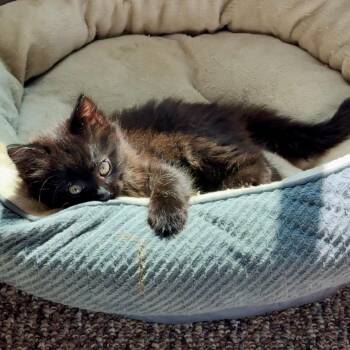 Domestic Long Hair Cats Available for Adoption in Costa Mesa, California - Judy Gemstone | PetCurious
