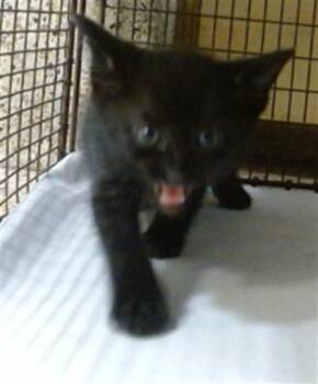 Domestic Short Hair Cats Available for Adoption in Doral, Florida - CHESHIRE | PetCurious
