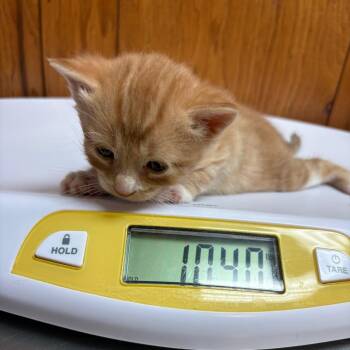 Domestic Short Hair Cats Available for Adoption in Greenfield, Indiana - Donkey | PetCurious