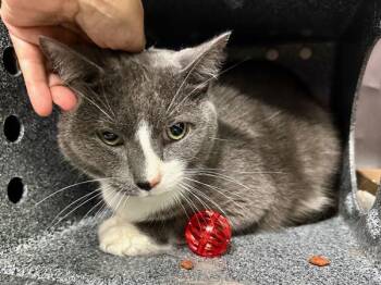 Bolton -  Domestic Short Hair Cat for Adoption in New York, New York - Bolton | PetCurious