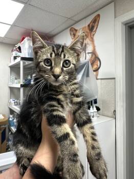 Rescue Domestic Short Hair Cats for Adoption in Pomona, New York - Thunder | PetCurious