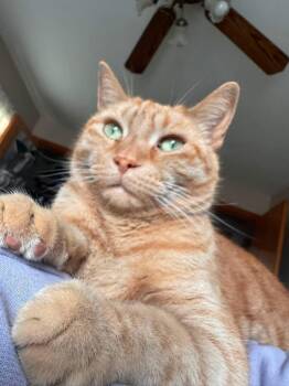 Otis -  Domestic Short Hair Cat for Adoption in Atwater, Ohio - Otis | PetCurious