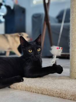 Domestic Short Hair Cats Available for Adoption in Franklin, Massachusetts - Salem | PetCurious