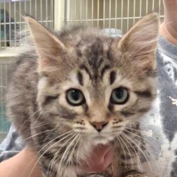 Jordan -  Domestic Short Hair Cat for Adoption in Zanesville, Ohio - Jordan | PetCurious