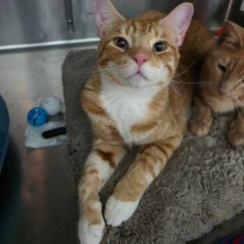 Domestic Short Hair Cats Available for Adoption in Las Vegas, Nevada - Nutmeg | PetCurious