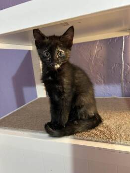 Ceres -  Domestic Short Hair Cat Available for Adoption in Tucson, Arizona - Ceres | PetCurious