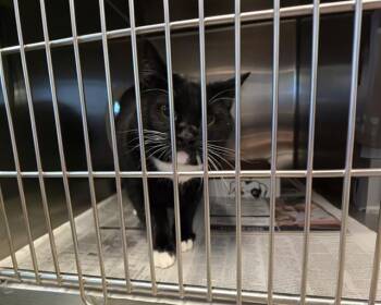Domestic Short Hair Cats Available for Adoption in Olathe, Kansas - DRAGON | PetCurious