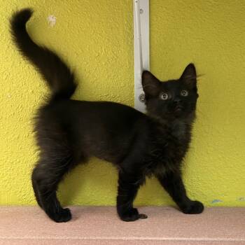Hershey -  Domestic Long Hair Cat for Adoption in Fresno, California - Hershey | PetCurious