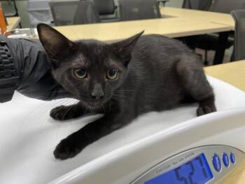 Rescue Domestic Short Hair Cats for Adoption in Riverside, California - BOBBY | PetCurious