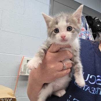 Domestic Short Hair Cats Available for Adoption in Parkersburg, West Virginia - Cledus | PetCurious