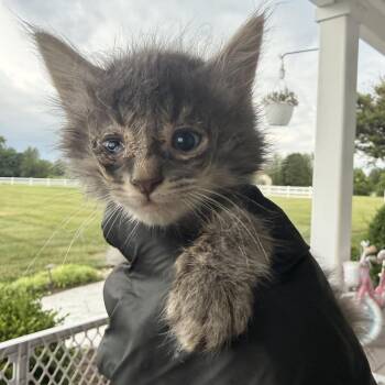 Kettle (in Stevensville, MD) -  Domestic Long Hair Cat Available for Adoption - Kettle (in Stevensville, MD) | PetCurious