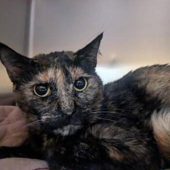 Domestic Medium Hair Cats Available for Adoption in Providence, Rhode Island - Bastet | PetCurious