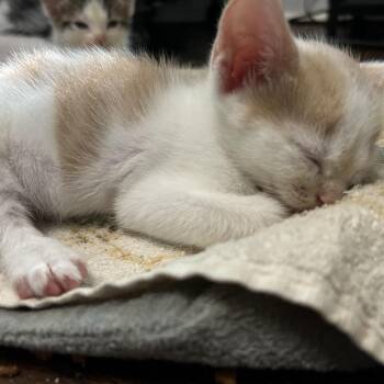 Truffle -  Domestic Short Hair Cat for Adoption in Okmulgee, Oklahoma - Truffle | PetCurious