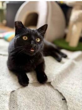Ella (bonded with Bubbles) -  Domestic Short Hair Cat for Adoption in Oakland, California - Ella (bonded With Bubbles) | PetCurious
