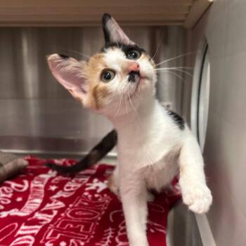 Hedwig -  Domestic Short Hair Cat for Adoption in Corpus Christi, Texas - Hedwig | PetCurious