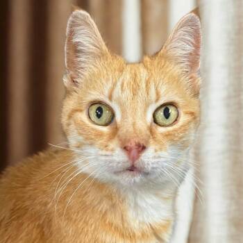 Princess Peaches -  Domestic Short Hair Cat for Adoption in Port Washington, New York - Princess Peaches | PetCurious