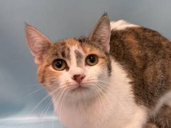 Molly -  Domestic Short Hair Cat for Adoption in Golden Valley, Minnesota - Molly | PetCurious