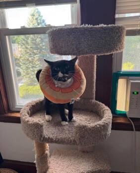 Kevin -  Domestic Short Hair Cat for Adoption in Boston, Massachusetts - Kevin | PetCurious