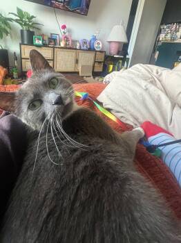 Domestic Short Hair Cats Available for Adoption - Anya | PetCurious