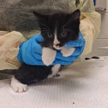 Chilly -  Domestic Short Hair Cat for Adoption in Murray, Utah - Chilly | PetCurious